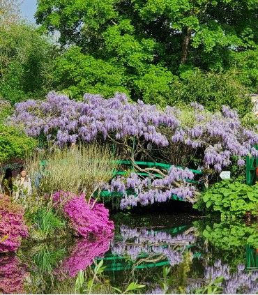 Giverny Half Day 5h Tour Monet's Gardens